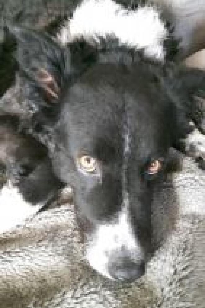 portrait sirius