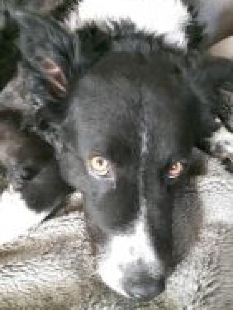 portrait sirius